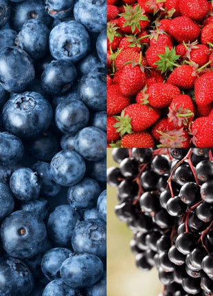 Berry Seed Collection (Elderberry • Blueberry • Strawberry)