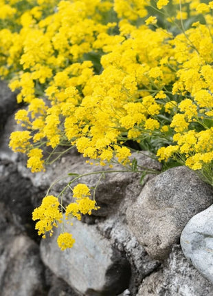 Yellow Mustard – 200 Seeds