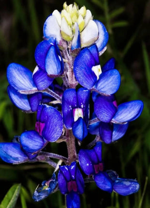 Texas Bluebonnet Lupine – 50 Seeds