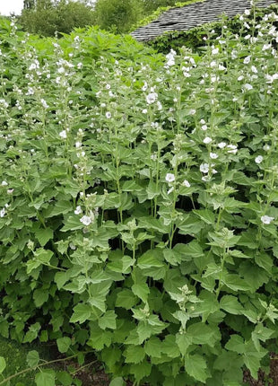 Marshmallow – 50 Seeds