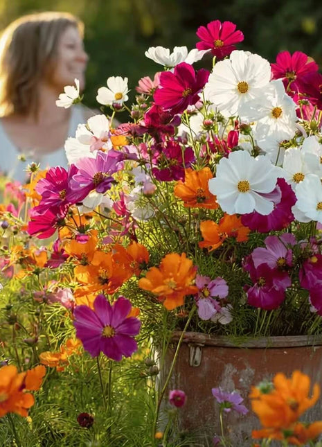 Crazy for Cosmos Seed Mix – 100 Seeds