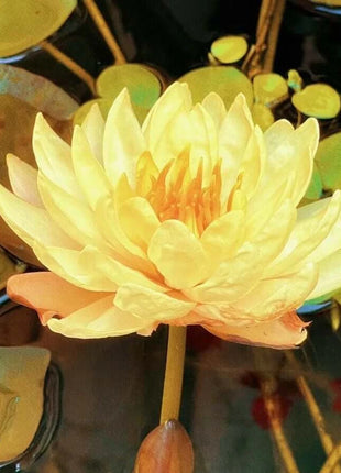 🔥 [7 days germination] Last Day Sale -49% OFF💐The Sacred Bonsai Bowl Lotus Flower