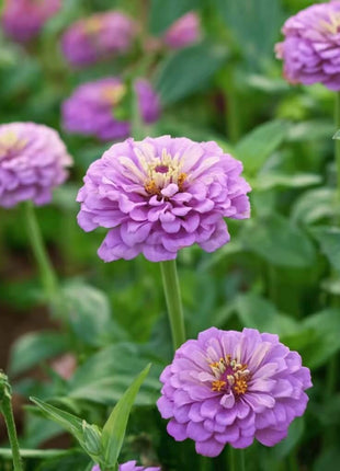 Lavender Zinnia – 100 Seeds