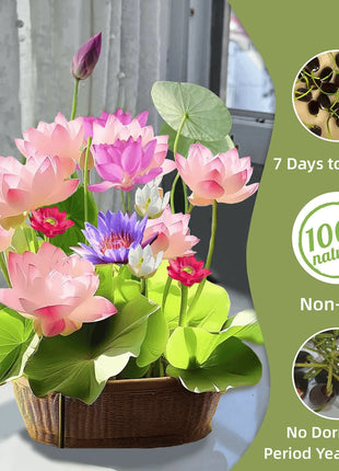 🔥 [7 days germination] Last Day Sale -49% OFF💐The Sacred Bonsai Bowl Lotus Flower