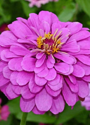 Raspberry Sorbet Zinnia - 100 Seeds
