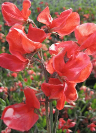 Prince of Orange Sweet Pea – 25 Seeds