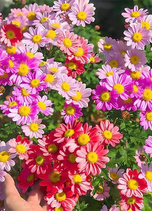 Last Day Sale - 60% OFF🌱 Pest Killer-Pyrethrum Daisy Seeds - Mixed Color