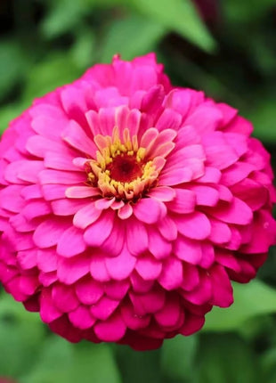 Raspberry Sorbet Zinnia - 100 Seeds