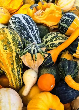 Large Gourd Mix – 20 Seeds
