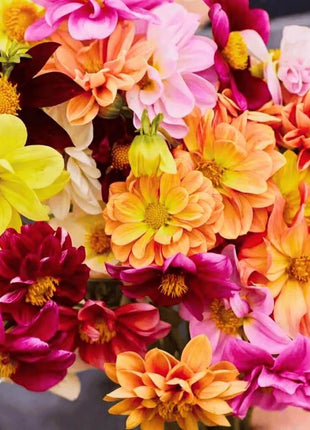 Early Bird Dahlia – 25 Seeds