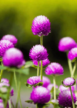Globosa Mix Gomphrena – 50 Seeds