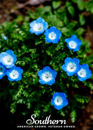 Baby Blue Eyes – 200 Seeds