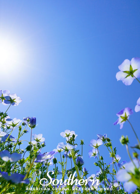 Baby Blue Eyes – 200 Seeds