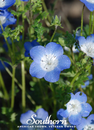 Baby Blue Eyes – 200 Seeds