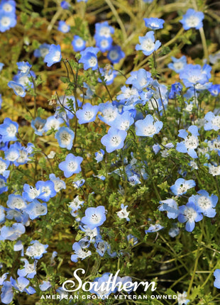 Baby Blue Eyes – 200 Seeds