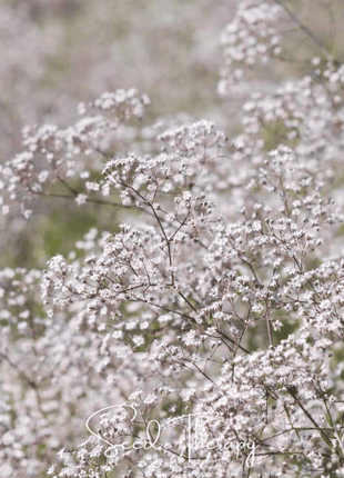 Perennial Baby’s Breath – 100 Seeds