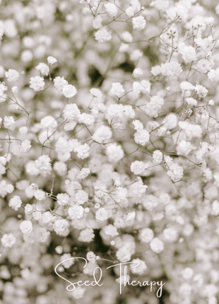 Perennial Baby’s Breath – 100 Seeds