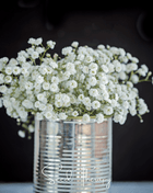 Perennial Baby’s Breath – 100 Seeds