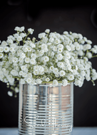 Perennial Baby’s Breath – 100 Seeds