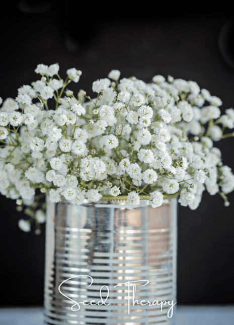 Perennial Baby’s Breath – 100 Seeds