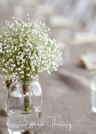 Perennial Baby’s Breath – 100 Seeds
