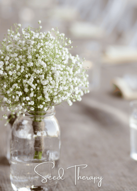 Perennial Baby’s Breath – 100 Seeds