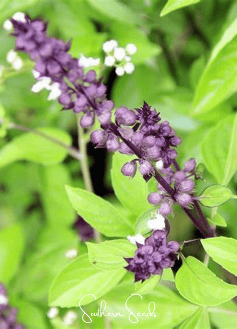 Blue Spice Basil – 100 Seeds
