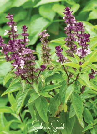 Blue Spice Basil – 100 Seeds