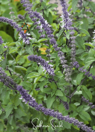 Blue Spice Basil – 100 Seeds