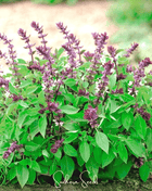 Blue Spice Basil – 100 Seeds