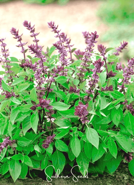 Blue Spice Basil – 100 Seeds