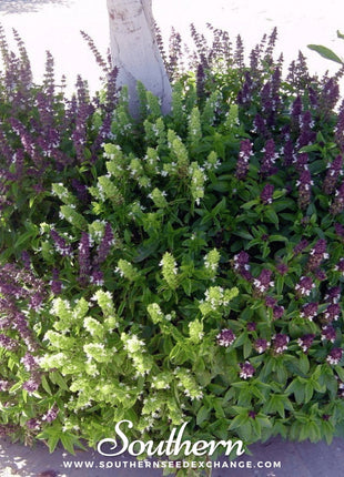 Cinnamon Basil – 250 Seeds