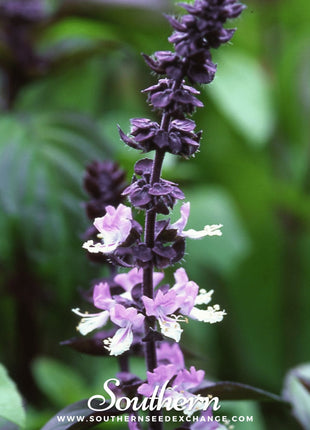 Cinnamon Basil – 250 Seeds