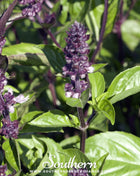 Cinnamon Basil – 250 Seeds