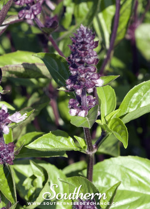 Cinnamon Basil – 250 Seeds