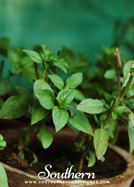 Cinnamon Basil – 250 Seeds