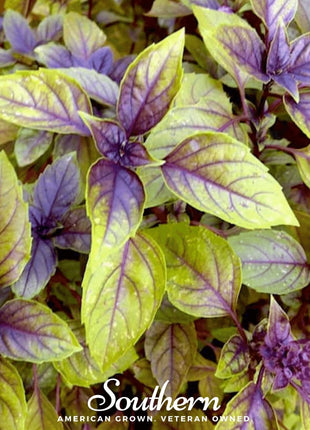 Corsican Basil – 250 Seeds