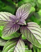 Corsican Basil – 250 Seeds