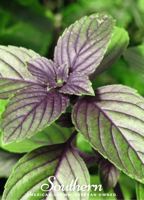 Corsican Basil – 250 Seeds