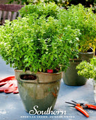 Dwarf Greek Basil – 250 Seeds