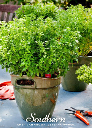 Dwarf Greek Basil – 250 Seeds