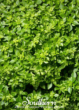 Dwarf Greek Basil – 250 Seeds