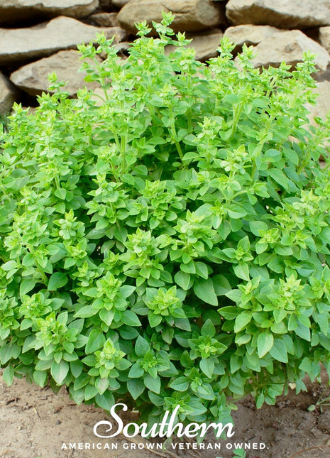 Dwarf Greek Basil – 250 Seeds