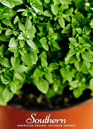 Dwarf Greek Basil – 250 Seeds