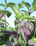 Red Holy Basil – 250 Seeds