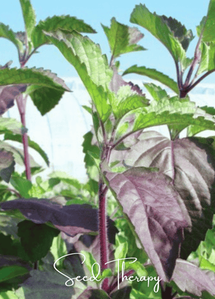 Red Holy Basil – 250 Seeds