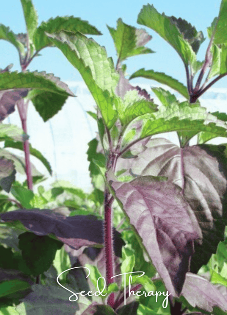 Red Holy Basil – 250 Seeds