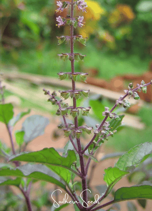 Red Holy Basil – 250 Seeds