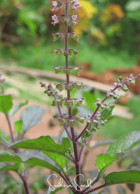 Red Holy Basil – 250 Seeds