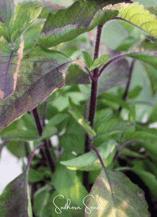 Red Holy Basil – 250 Seeds